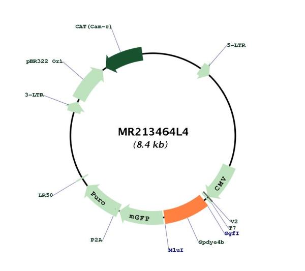 Circular map for MR213464L4