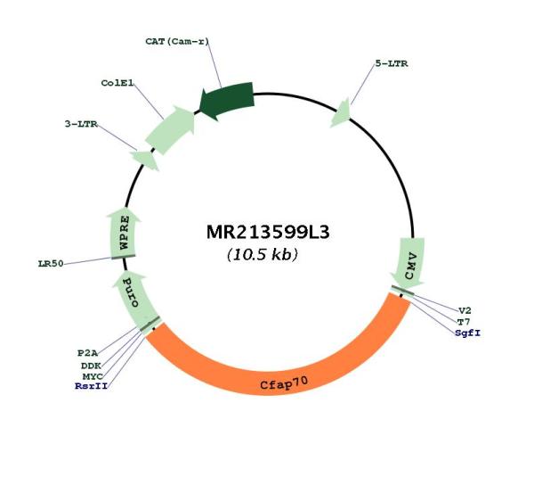 Circular map for MR213599L3