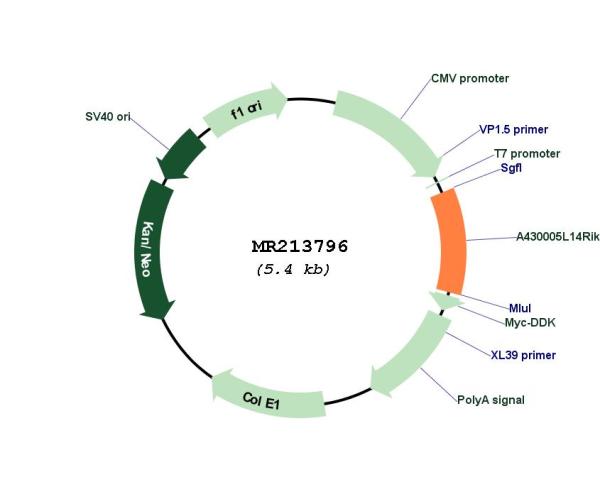 Circular map for MR213796
