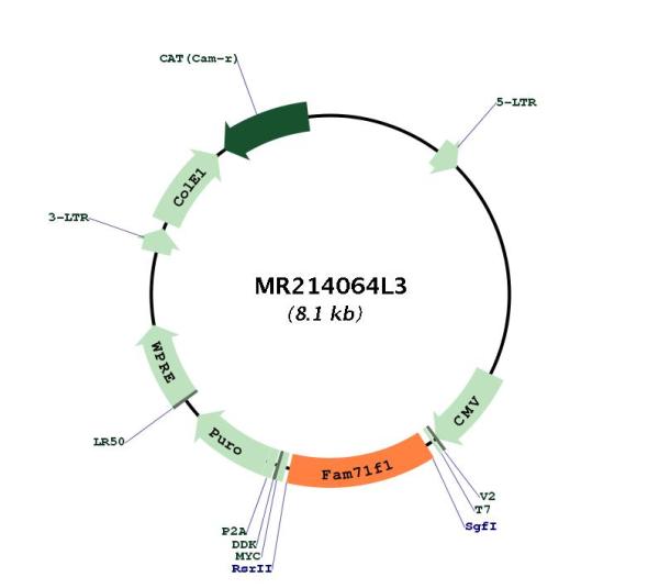 Circular map for MR214064L3