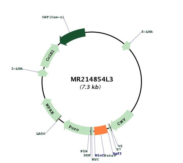 Circular map for MR214854L3