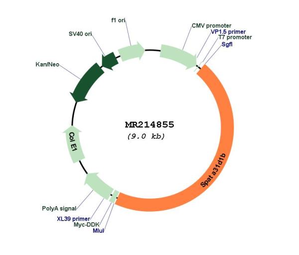 Circular map for MR214855