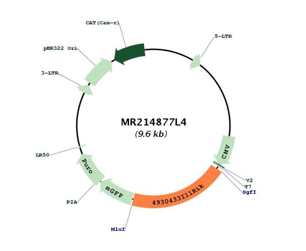 Circular map for MR214877L4