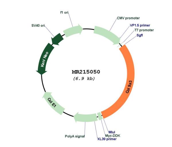 Circular map for MR215050