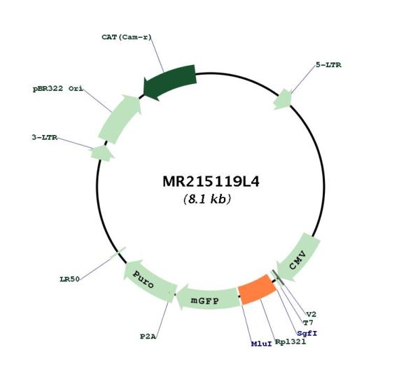 Circular map for MR215119L4