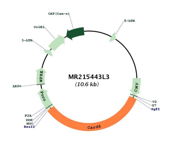 Circular map for MR215443L3