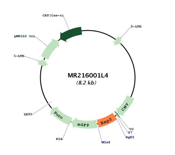 Circular map for MR216001L4