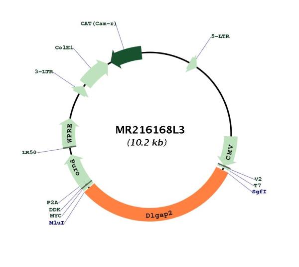 Circular map for MR216168L3