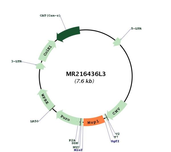 Circular map for MR216436L3
