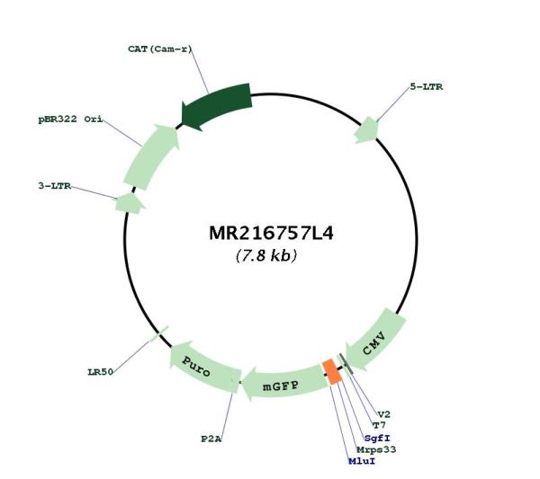 Circular map for MR216757L4