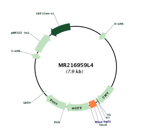 Circular map for MR216959L4