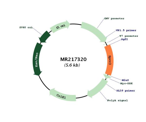 Circular map for MR217320