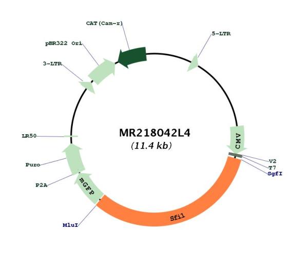 Circular map for MR218042L4