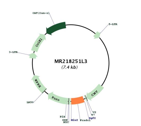 Circular map for MR218251L3