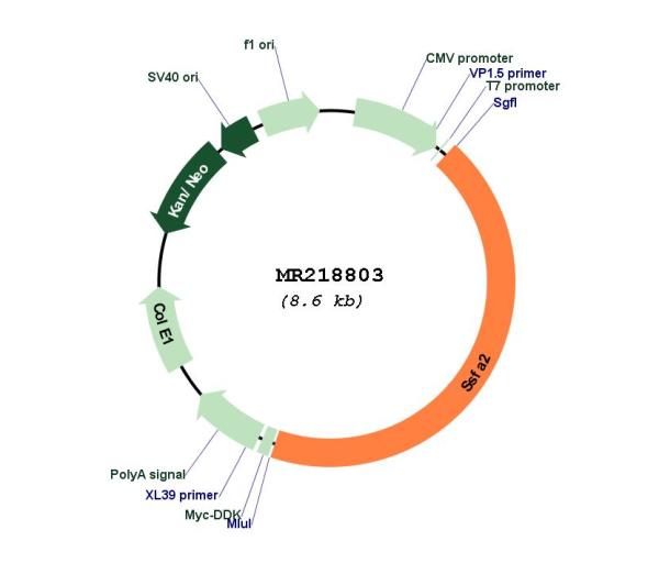 Circular map for MR218803