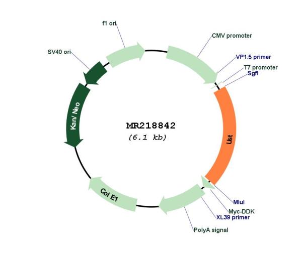 Circular map for MR218842