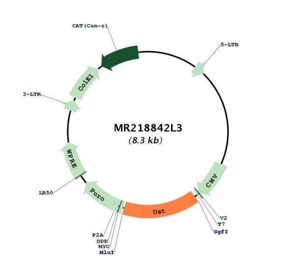 Circular map for MR218842L3