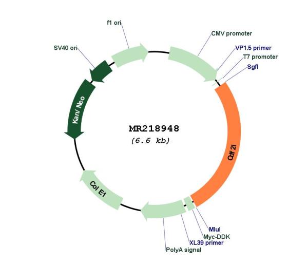 Circular map for MR218948