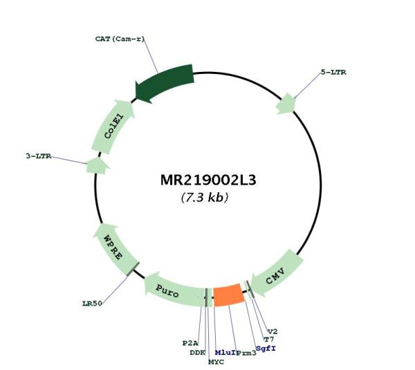 Circular map for MR219002L3