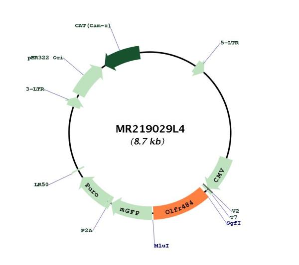 Circular map for MR219029L4
