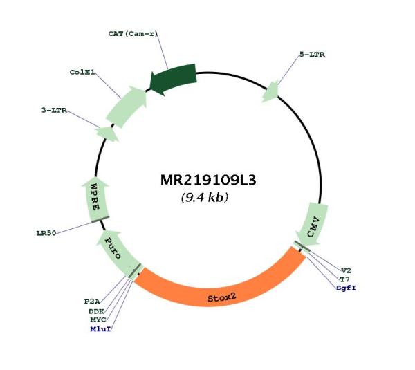Circular map for MR219109L3