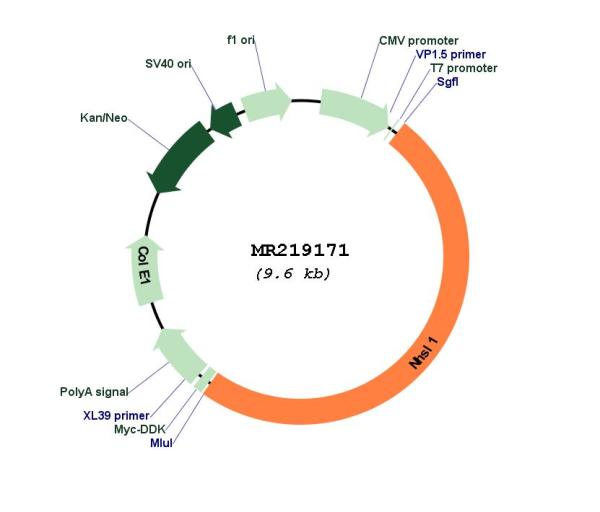 Circular map for MR219171