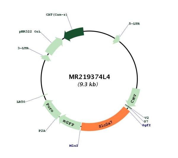 Circular map for MR219374L4