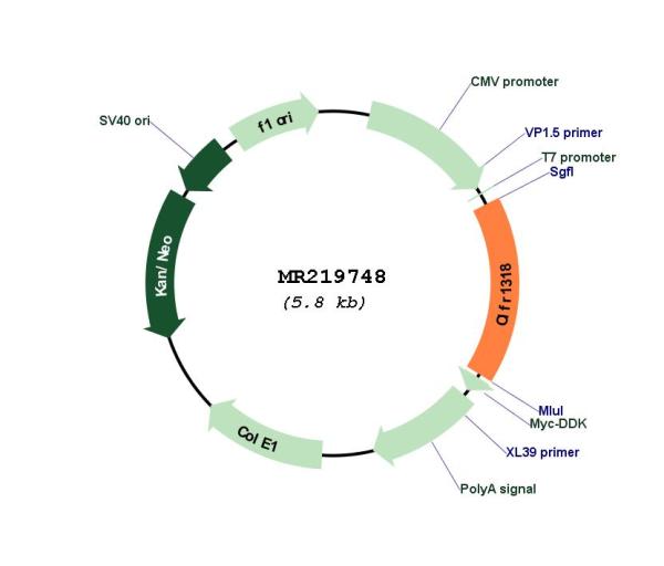 Circular map for MR219748