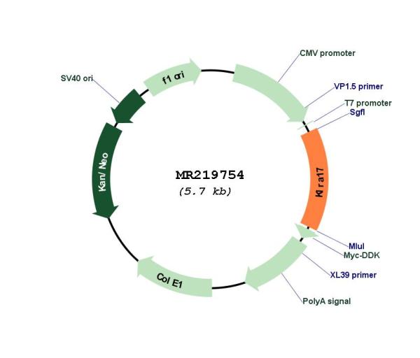 Circular map for MR219754