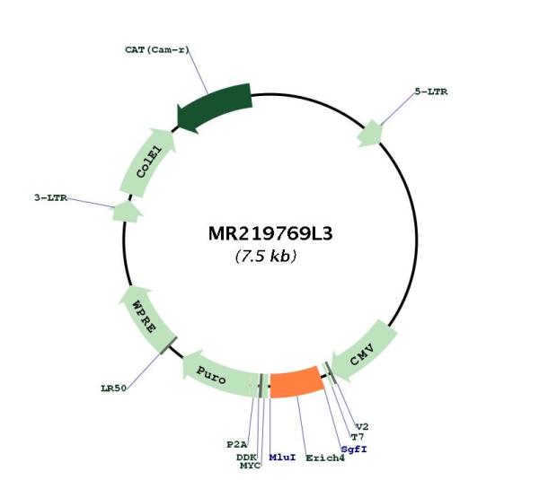 Circular map for MR219769L3
