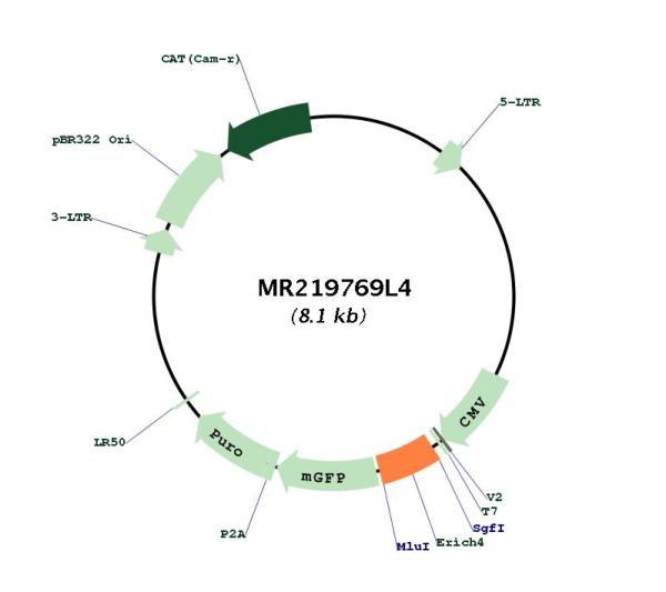 Circular map for MR219769L4