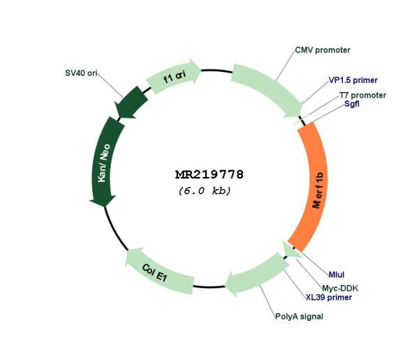 Circular map for MR219778