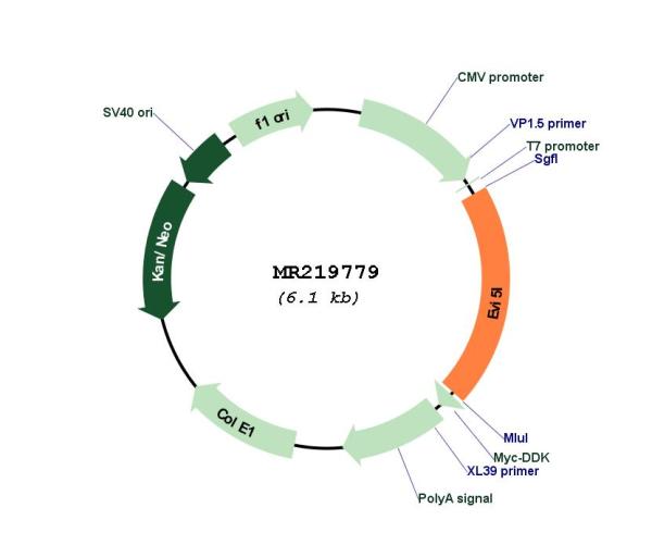 Circular map for MR219779