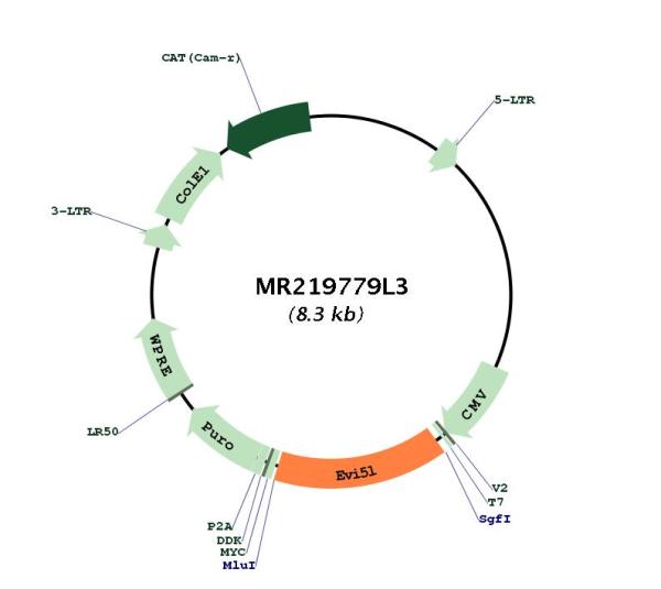 Circular map for MR219779L3