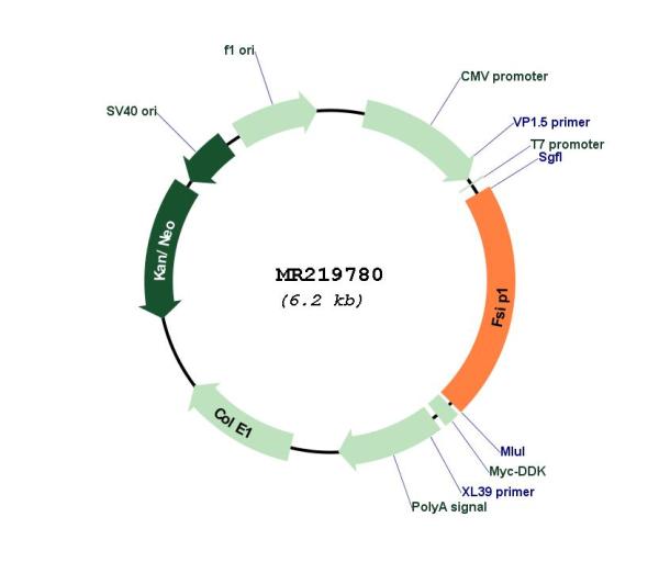Circular map for MR219780