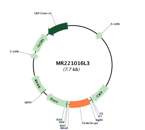 Circular map for MR221016L3