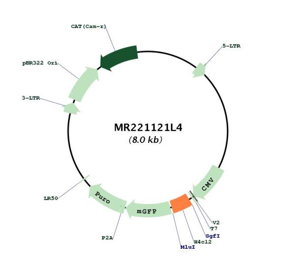 Circular map for MR221121L4