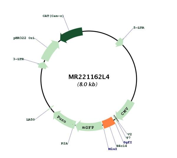 Circular map for MR221162L4