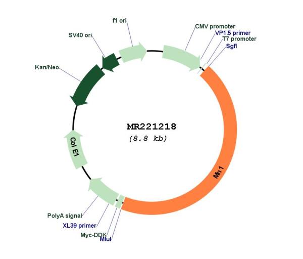 Circular map for MR221218