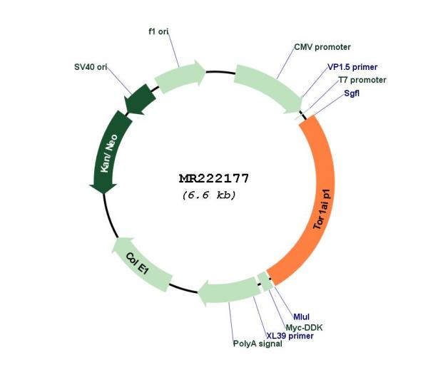 Circular map for MR222177