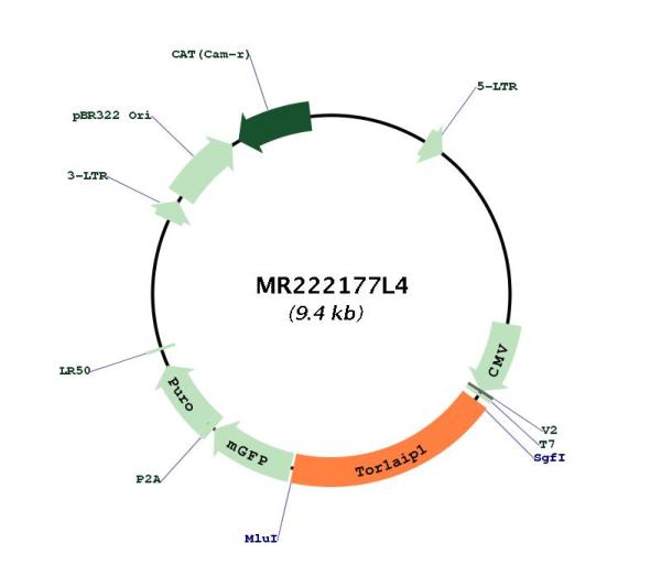 Circular map for MR222177L4