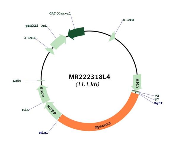 Circular map for MR222318L4