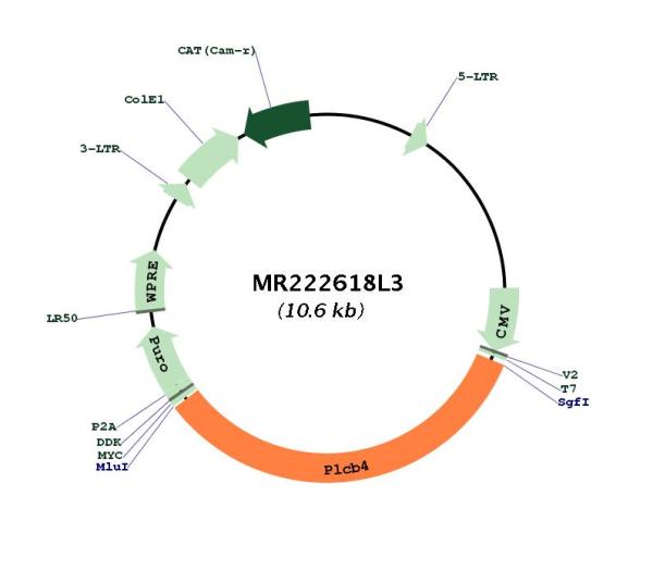 Circular map for MR222618L3
