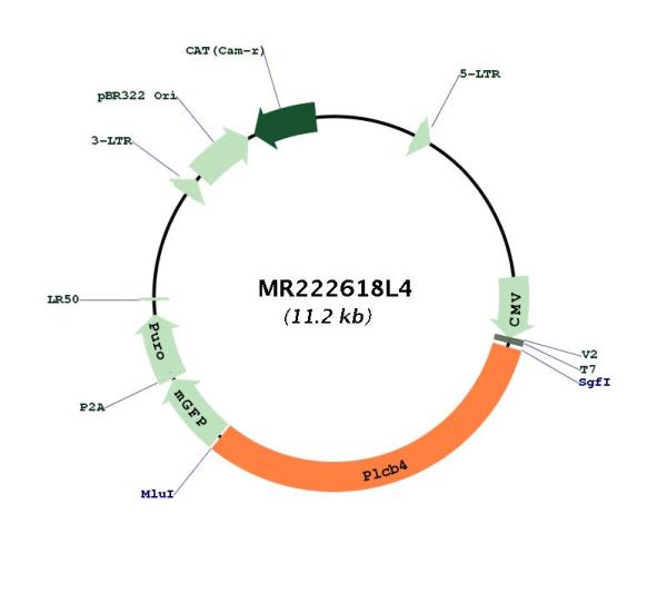 Circular map for MR222618L4