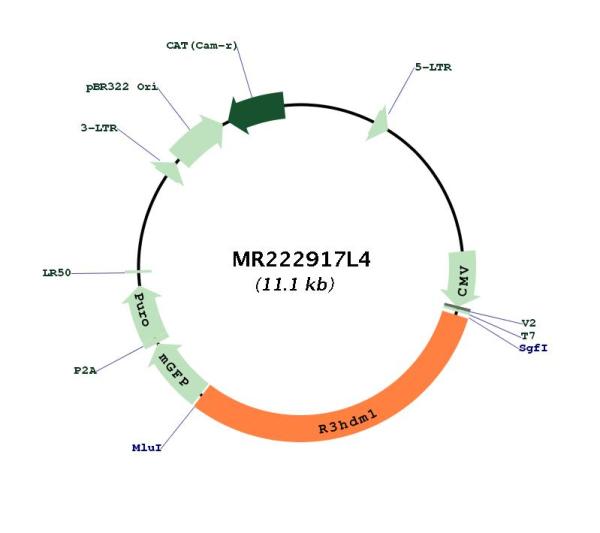 Circular map for MR222917L4
