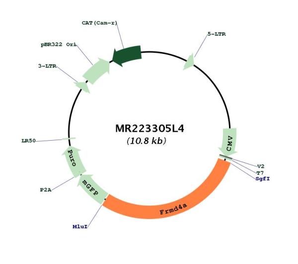 Circular map for MR223305L4
