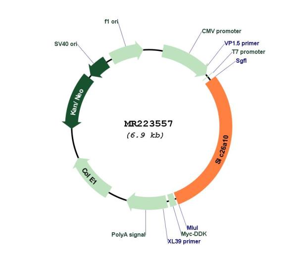 Circular map for MR223557