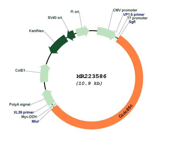 Circular map for MR223586