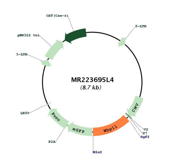 Circular map for MR223695L4
