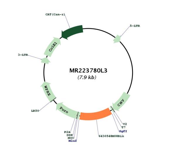 Circular map for MR223780L3